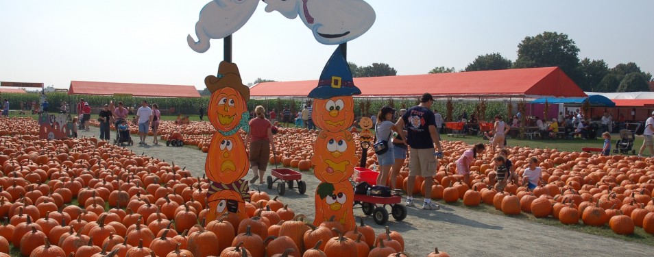 White post farm pumpkin picking