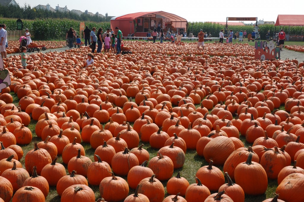 pumpkin farm in long island Enjoy the great Pumpkin farm in Long Island