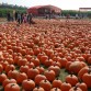 Pumpkin Farm in Long Island
