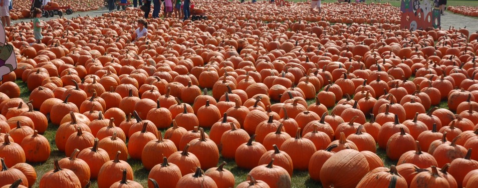 Pumpkin Farm in Long Island