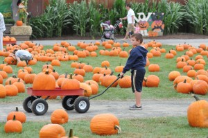 the pumpkin farm